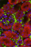 Stem Cell image