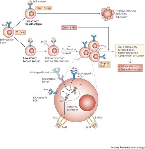 Antigène Activation Lymphocyte B; Antigene B7