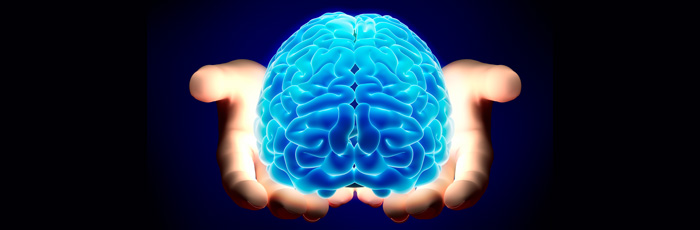 Brain