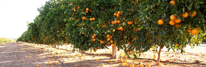 Row of orange trees